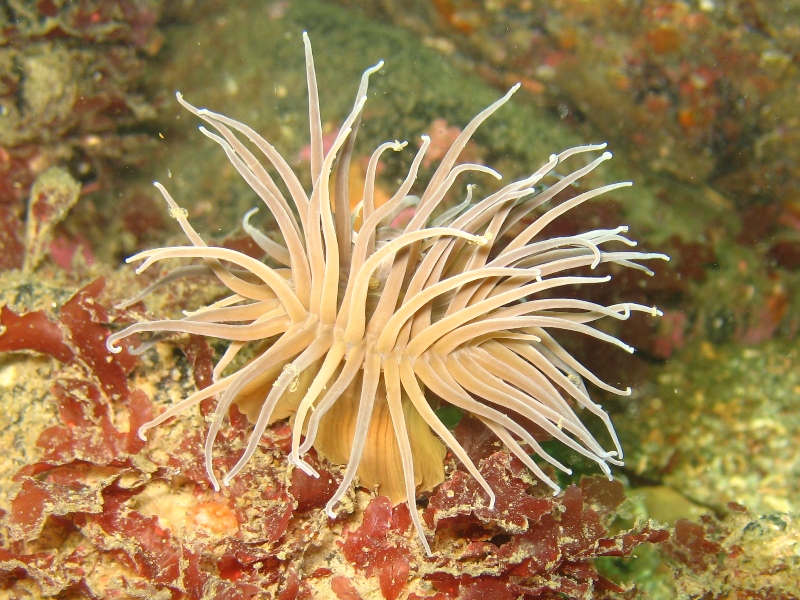 Anemone, Isle of Skye, May 2008, I Crampton.jpg
